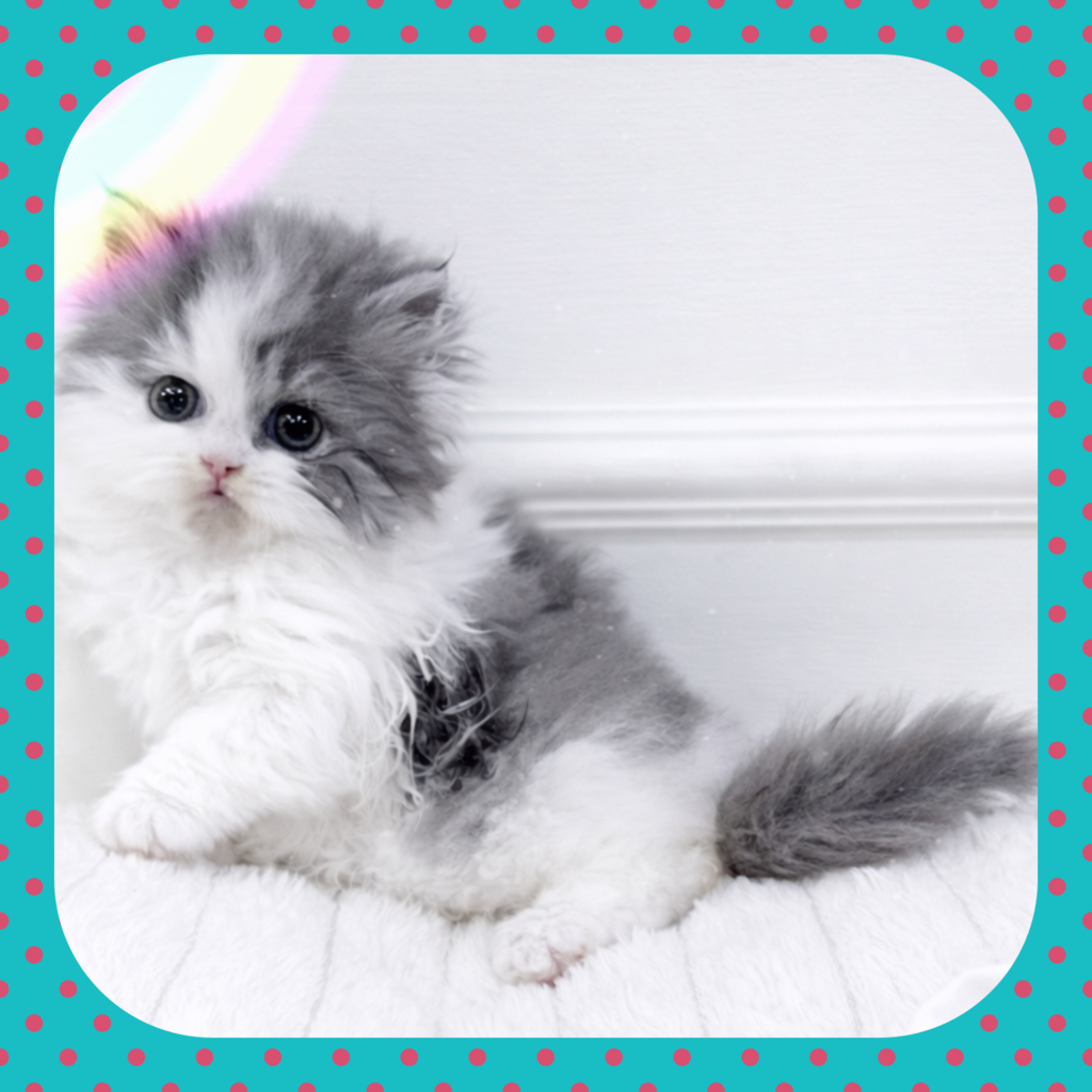 Ȯ�� �̹���