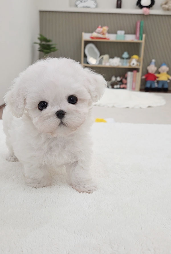 Ȯ�� �̹���