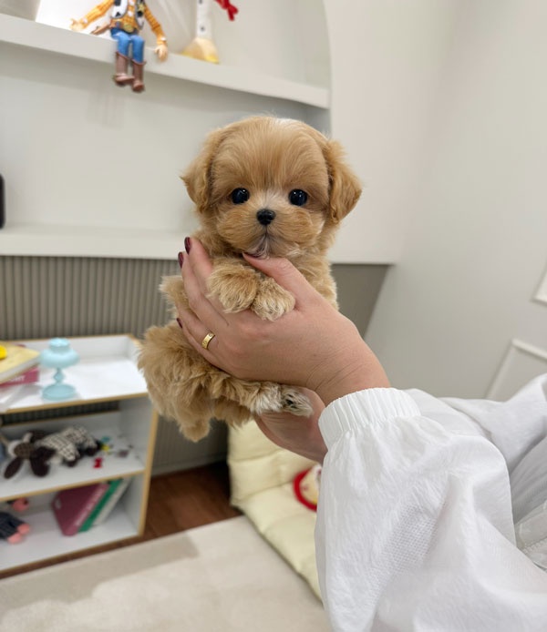 Ȯ�� �̹���