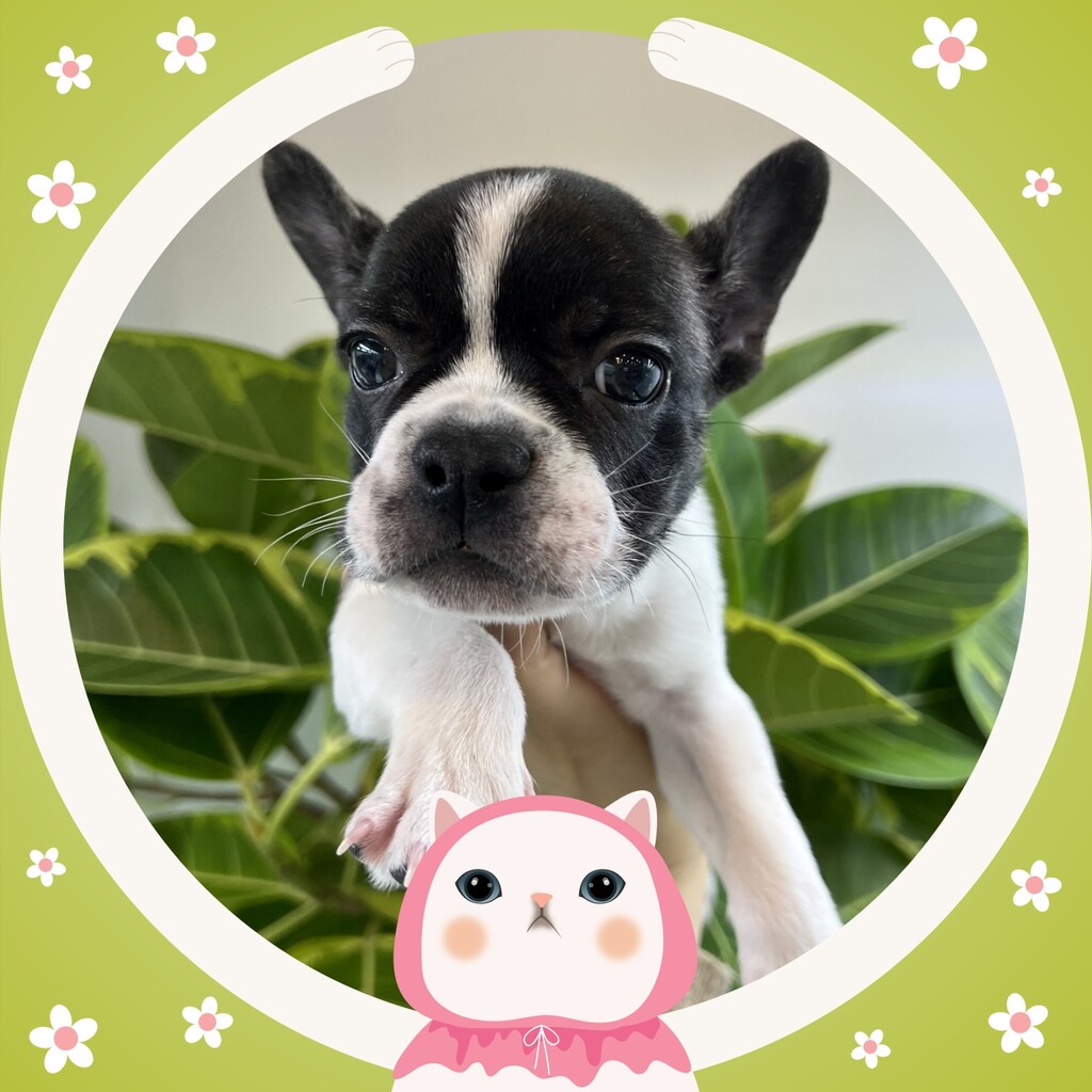 Ȯ�� �̹���