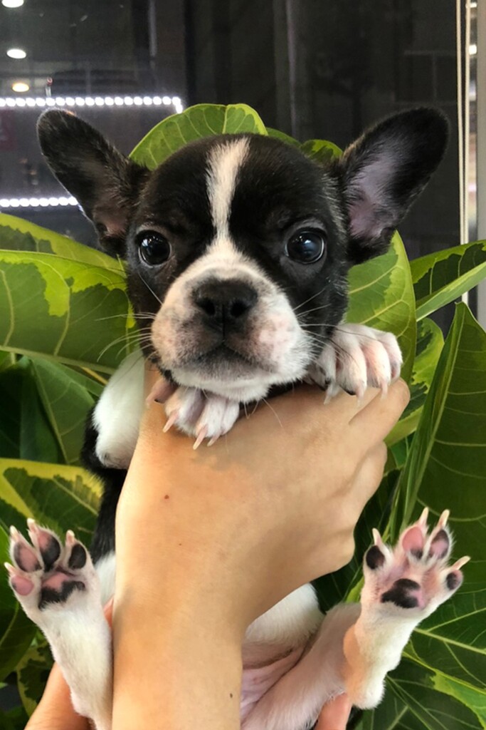 Ȯ�� �̹���