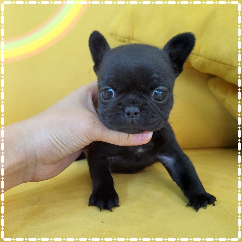 Ȯ�� �̹���