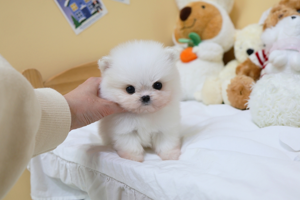 Ȯ�� �̹���