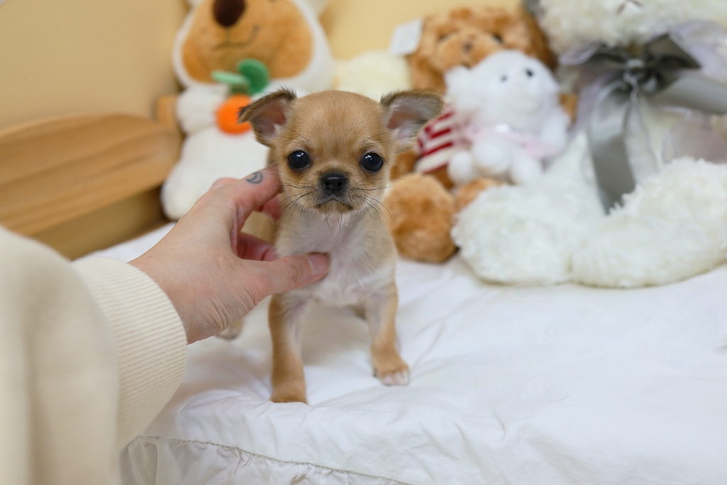 Ȯ�� �̹���