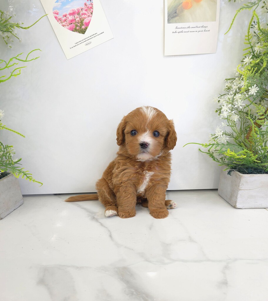 Ȯ�� �̹���