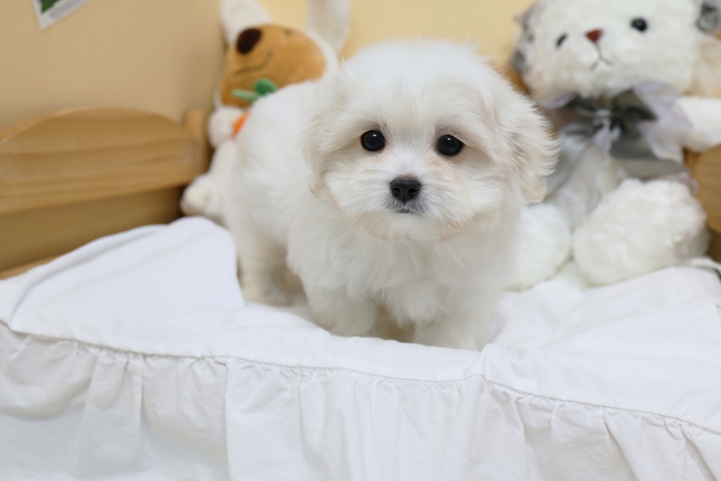 Ȯ�� �̹���