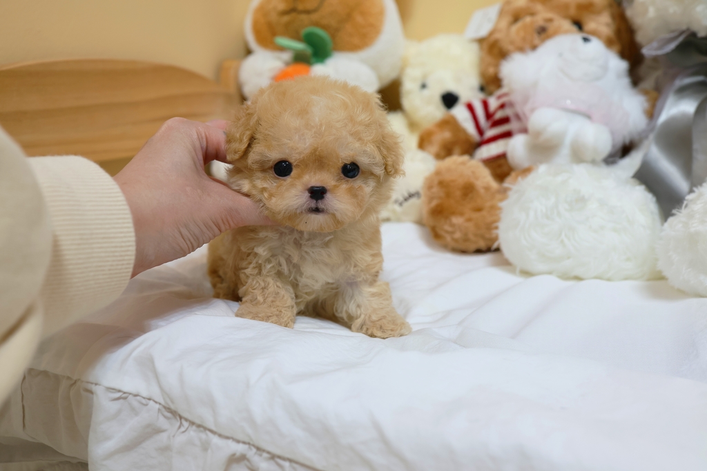 Ȯ�� �̹���