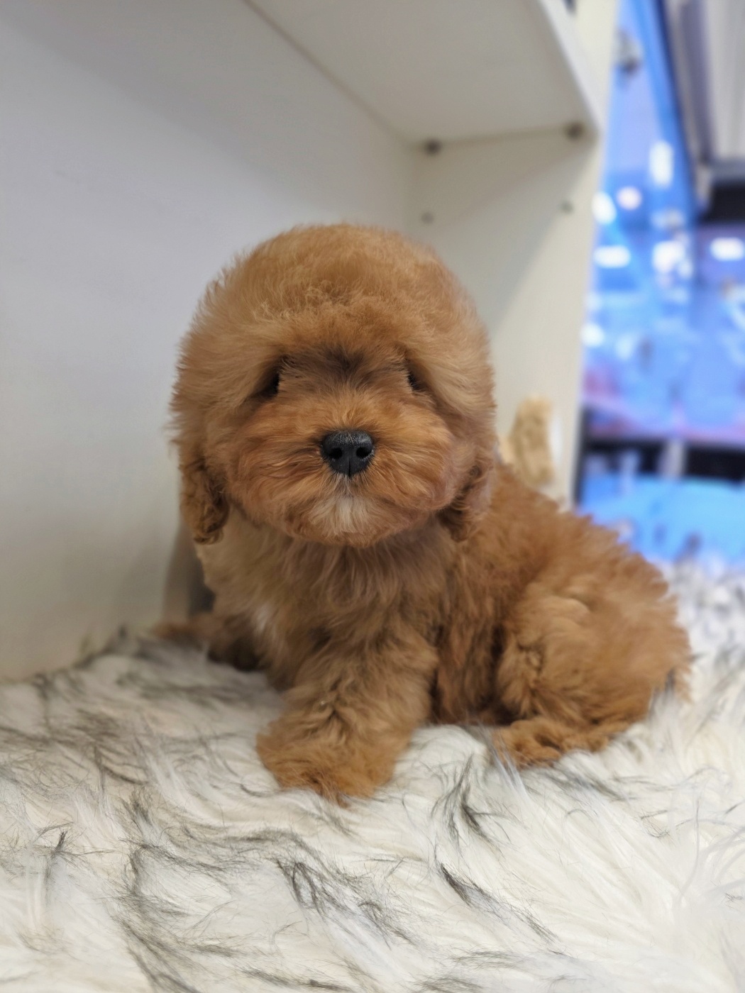 Ȯ�� �̹���