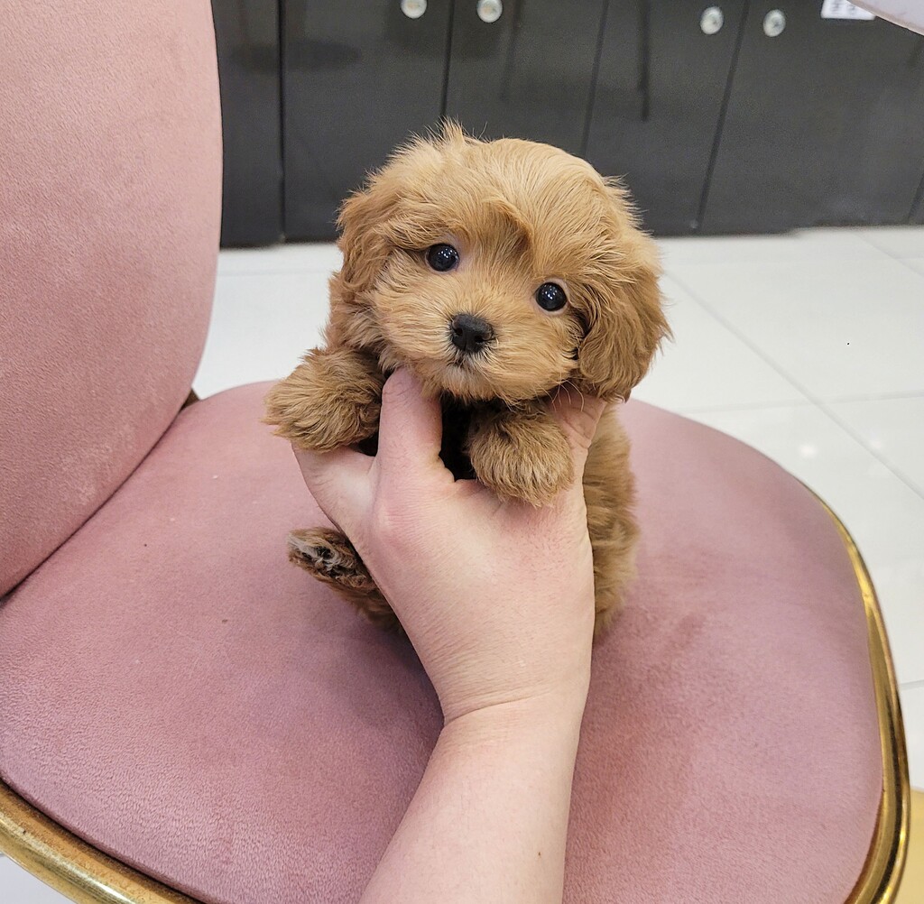 Ȯ�� �̹���