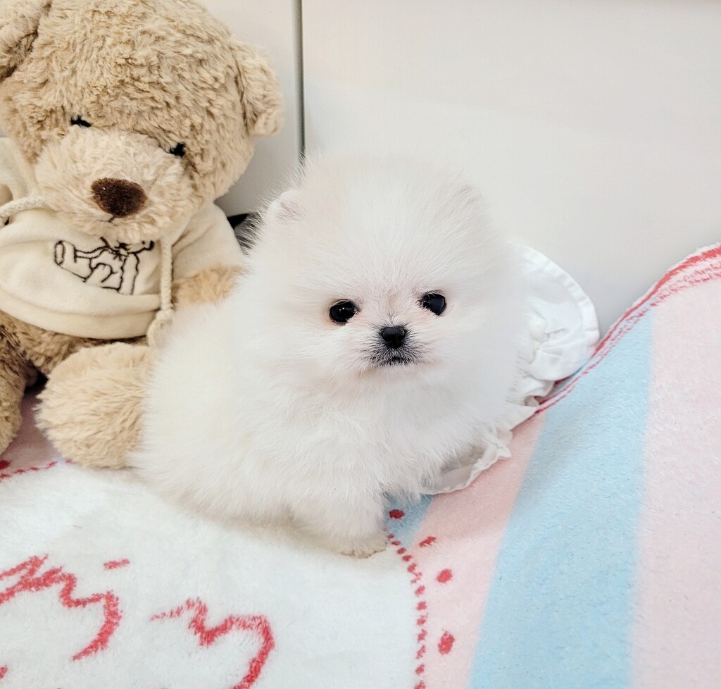 Ȯ�� �̹���