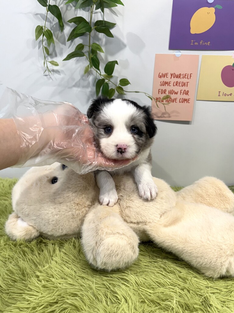 Ȯ�� �̹���