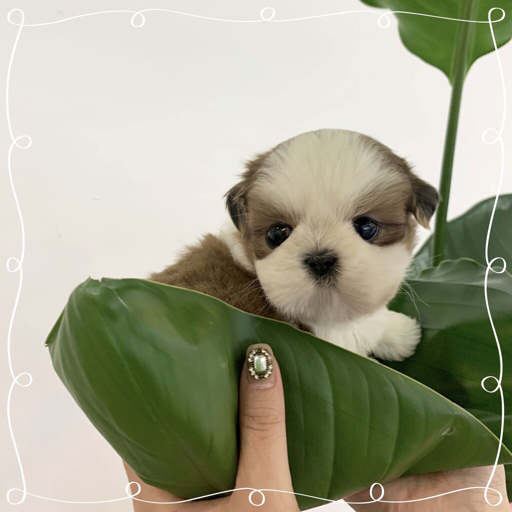 Ȯ�� �̹���