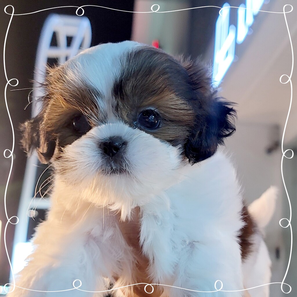 Ȯ�� �̹���