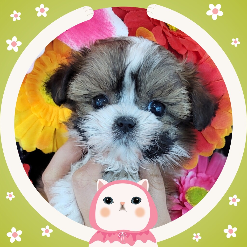 Ȯ�� �̹���