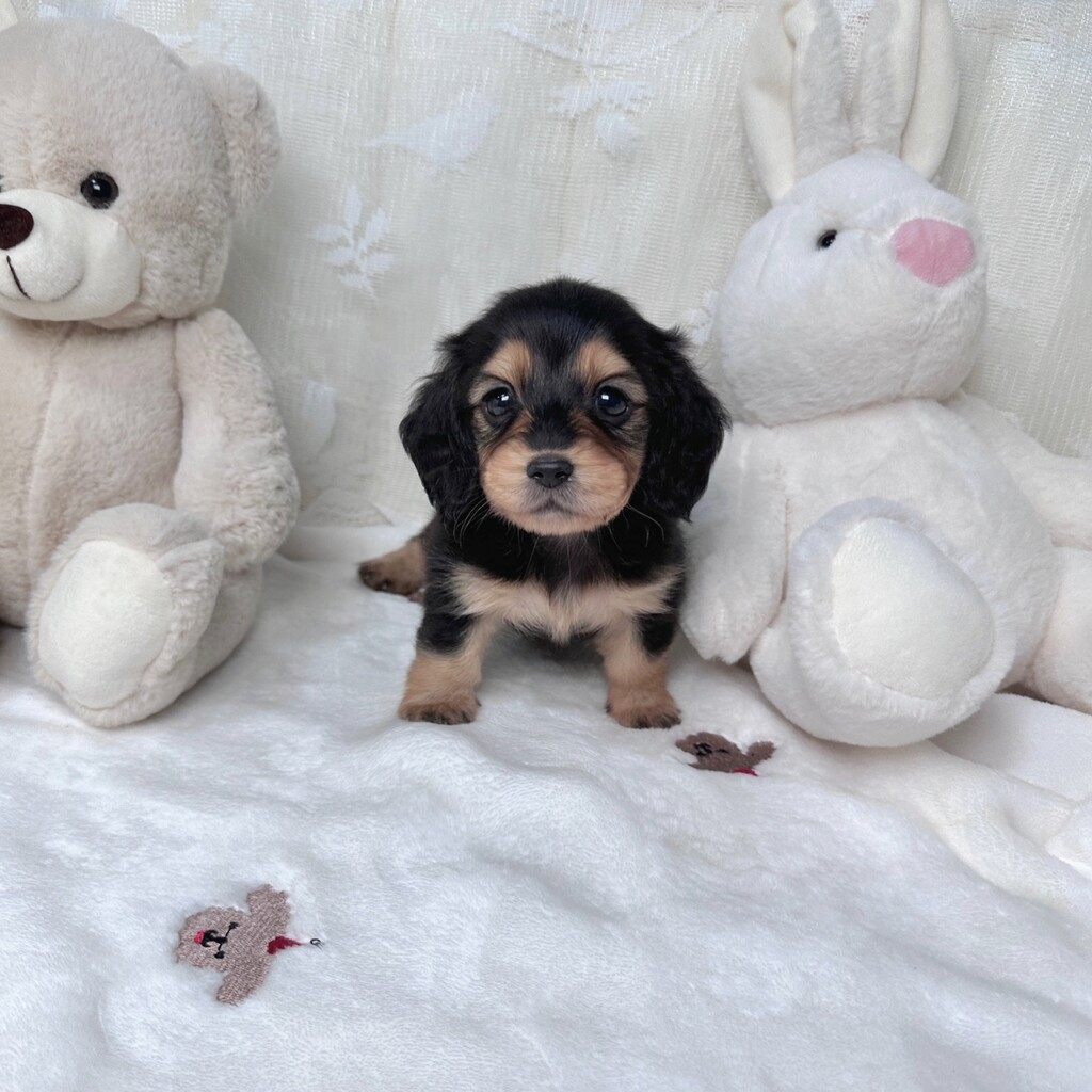 Ȯ�� �̹���