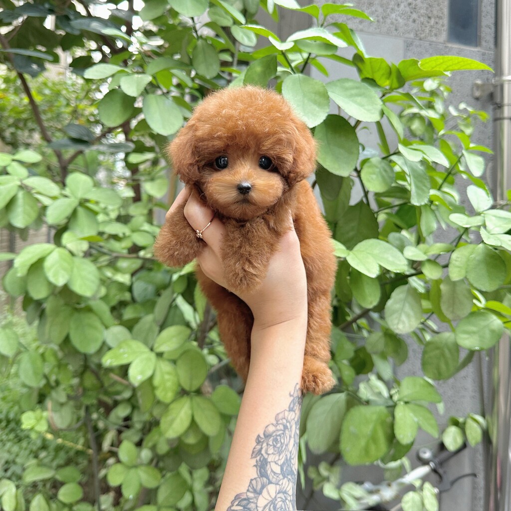 Ȯ�� �̹���