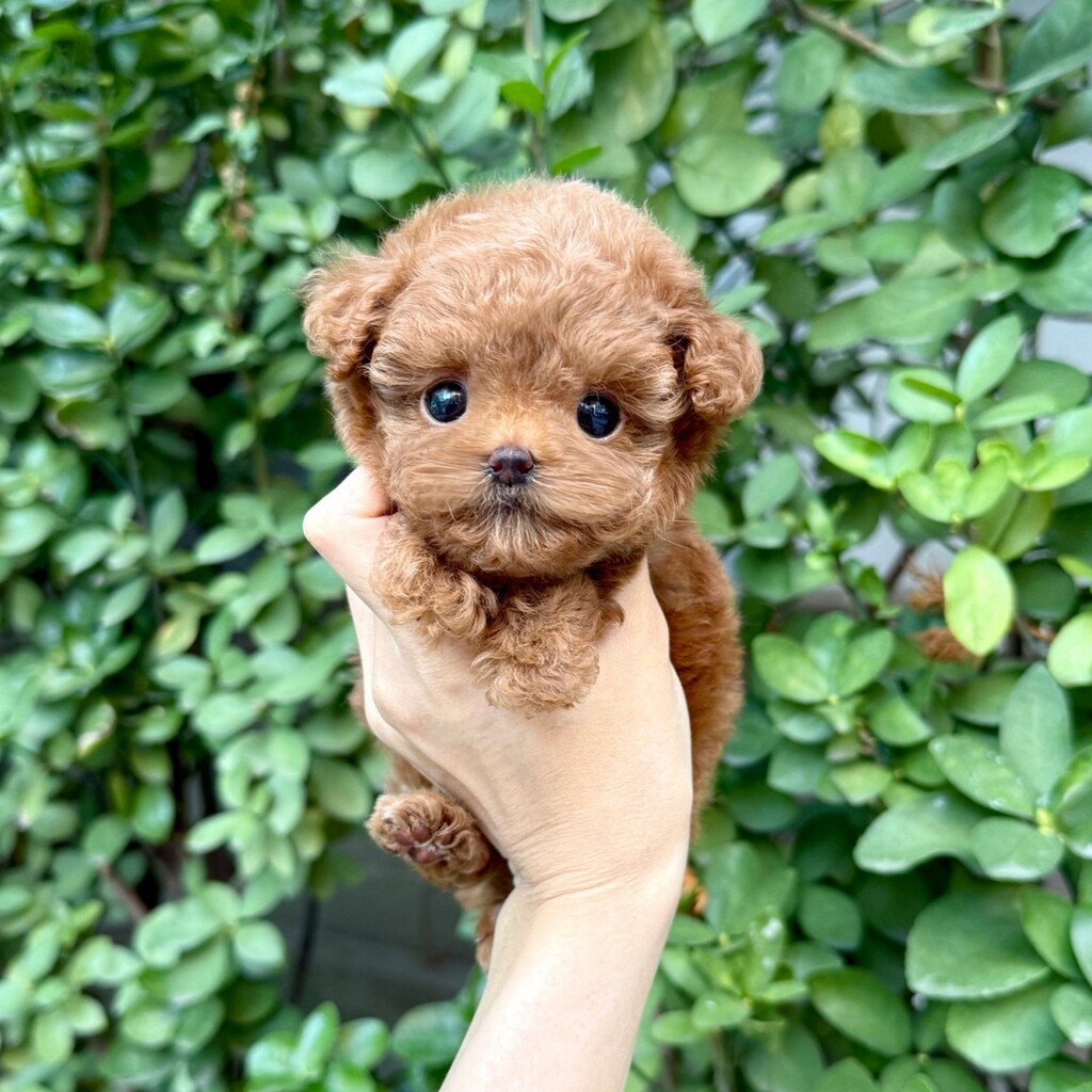 Ȯ�� �̹���