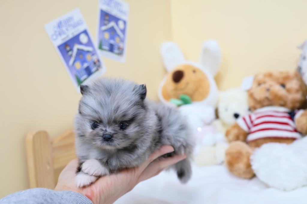 Ȯ�� �̹���