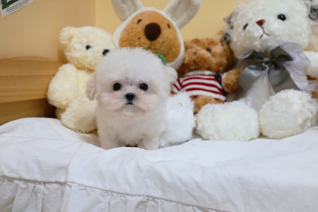 Ȯ�� �̹���