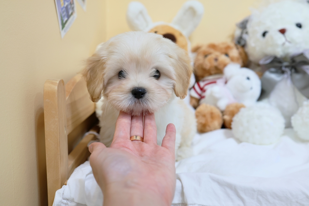 Ȯ�� �̹���