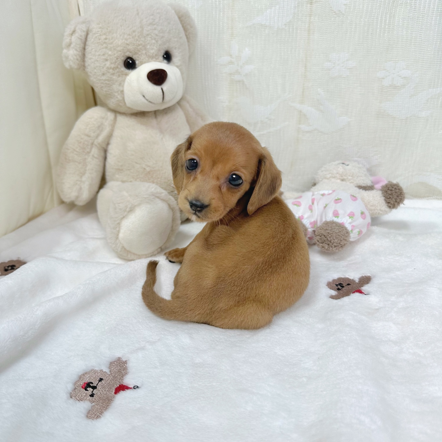 Ȯ�� �̹���