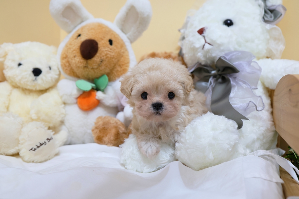 Ȯ�� �̹���