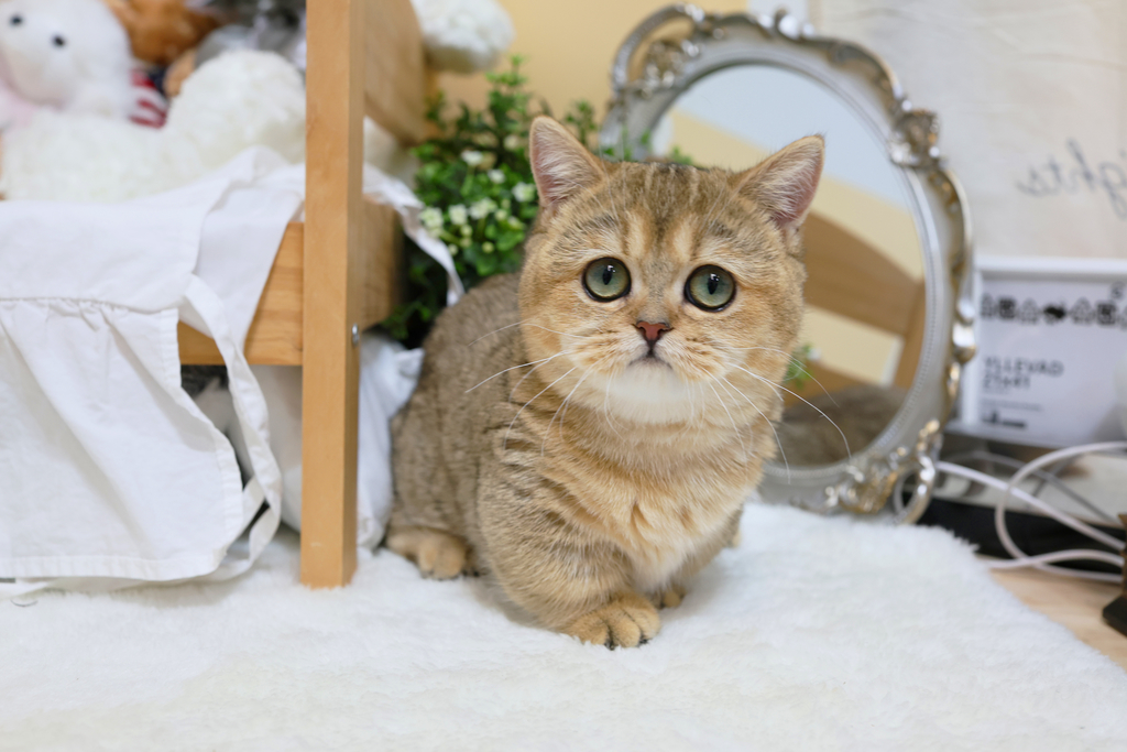 Ȯ�� �̹���