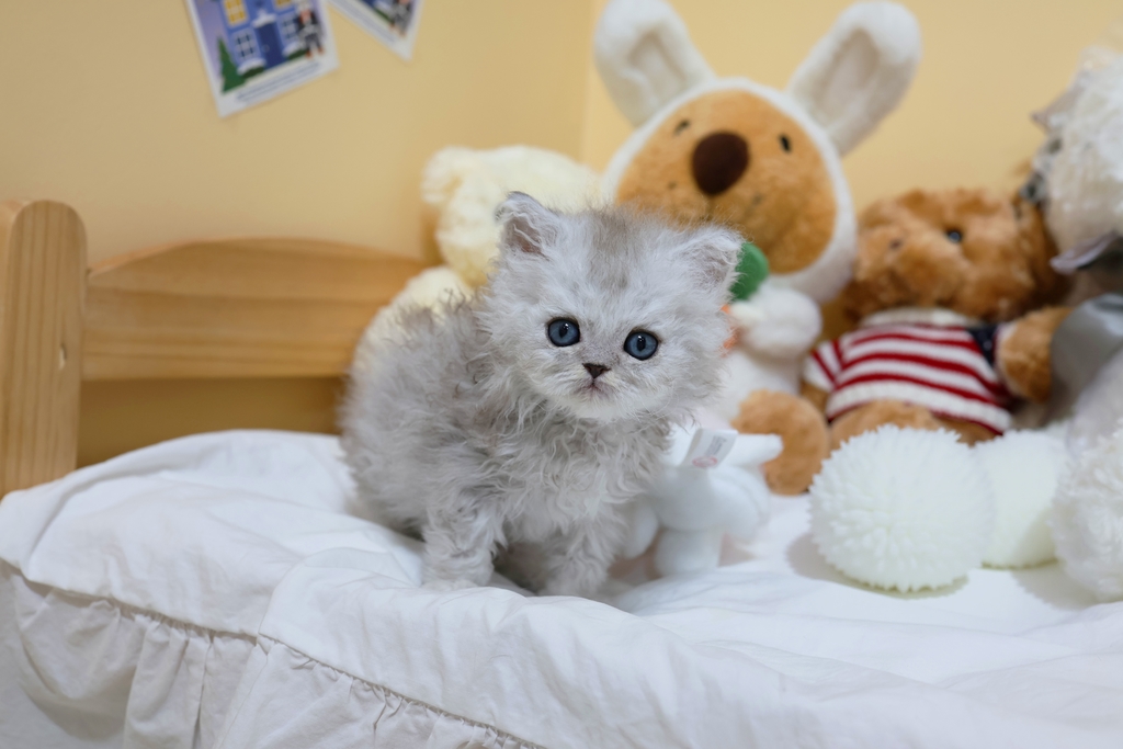 Ȯ�� �̹���