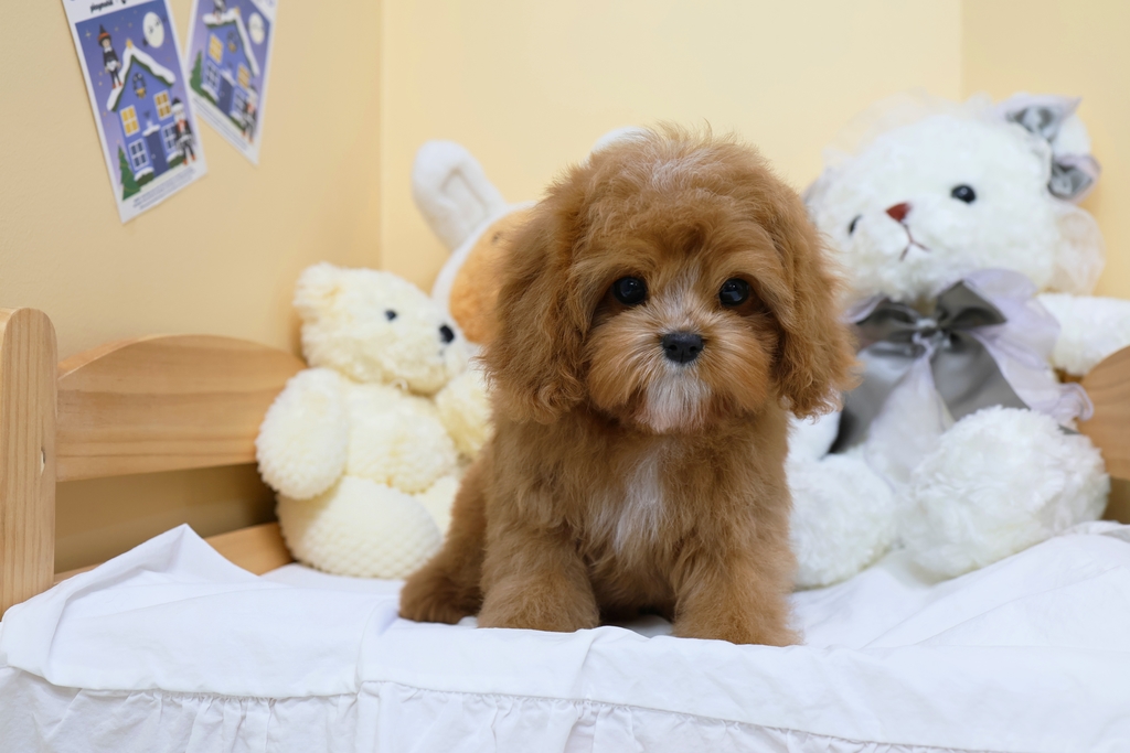 Ȯ�� �̹���