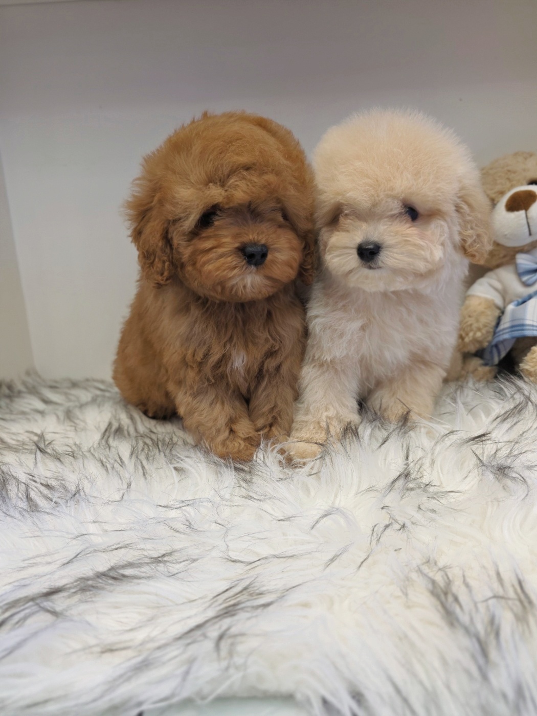 Ȯ�� �̹���