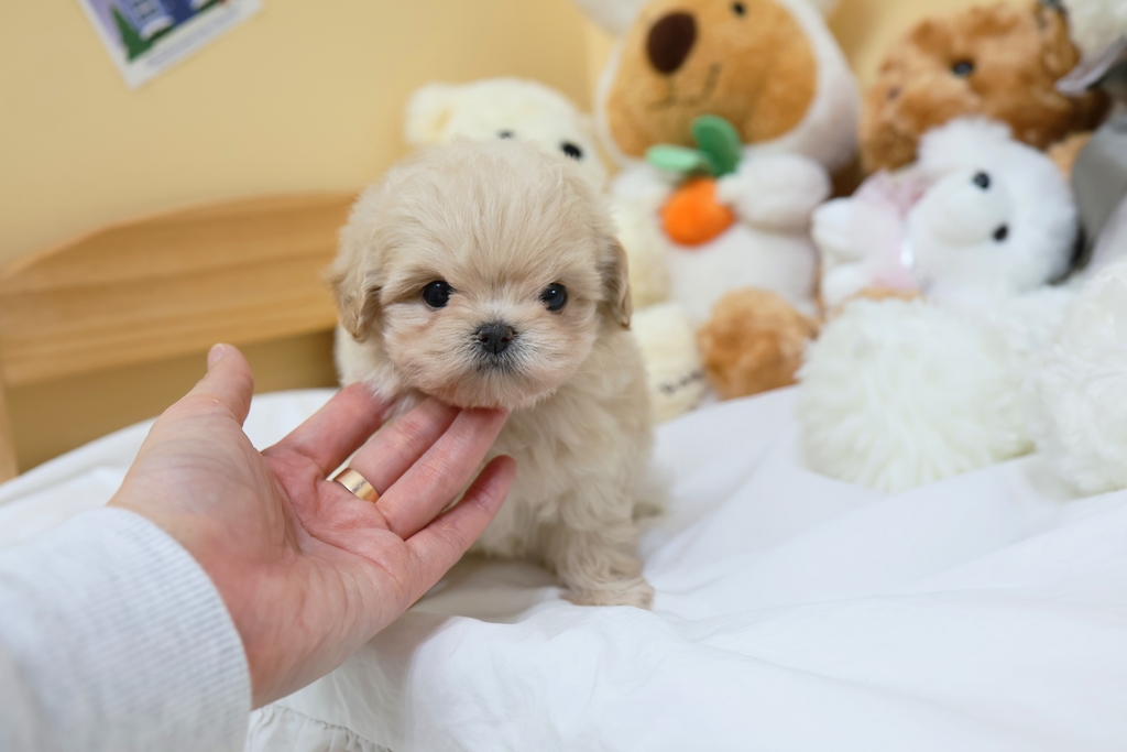 Ȯ�� �̹���