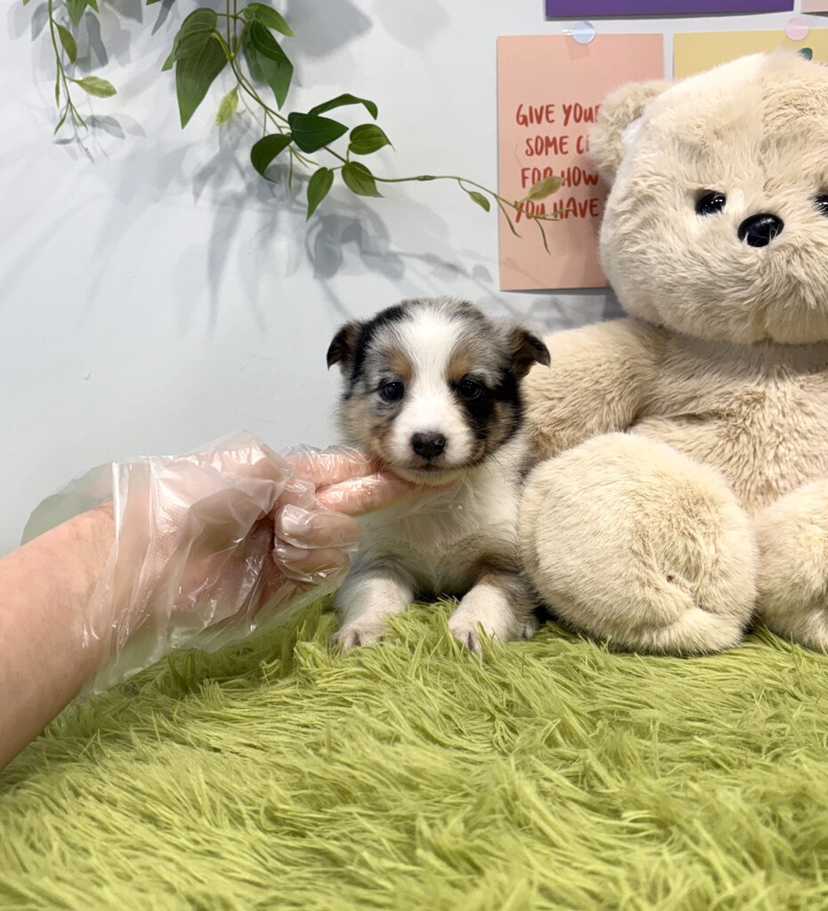 Ȯ�� �̹���