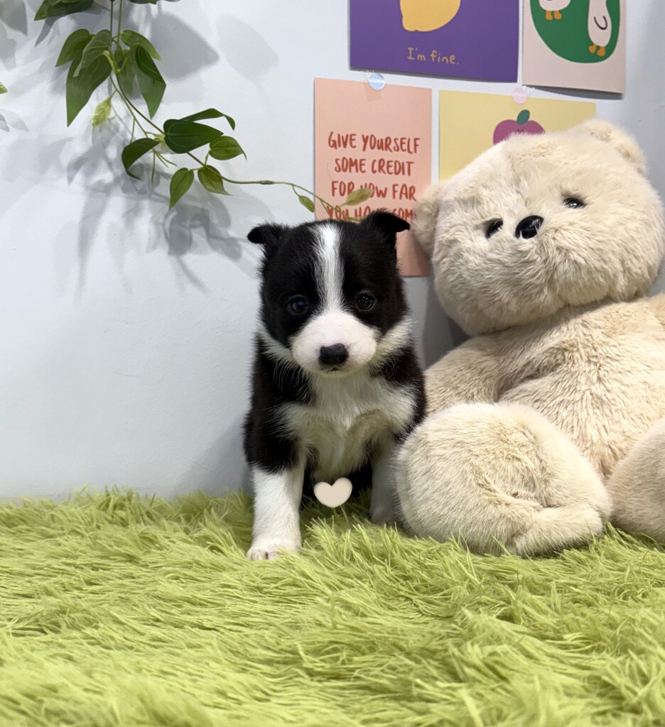 Ȯ�� �̹���