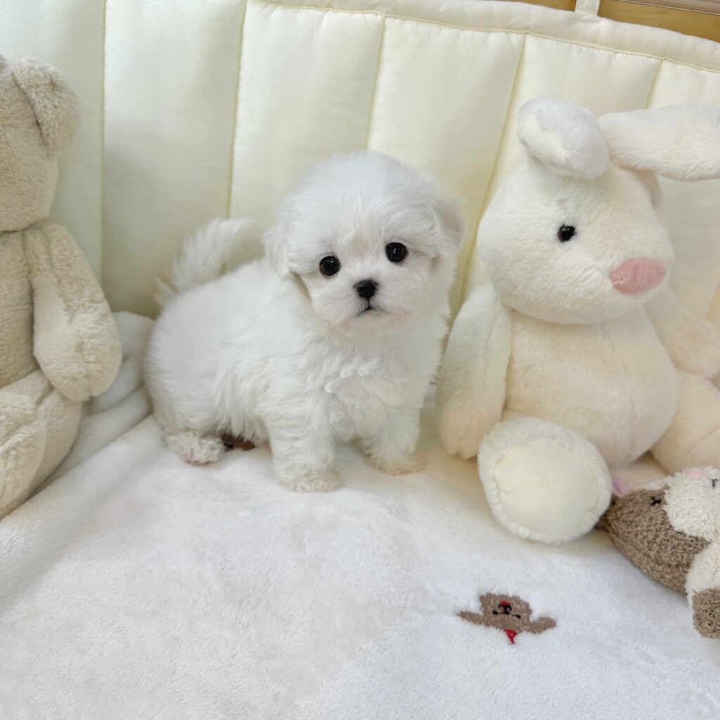 Ȯ�� �̹���