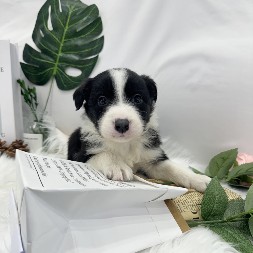 Ȯ�� �̹���