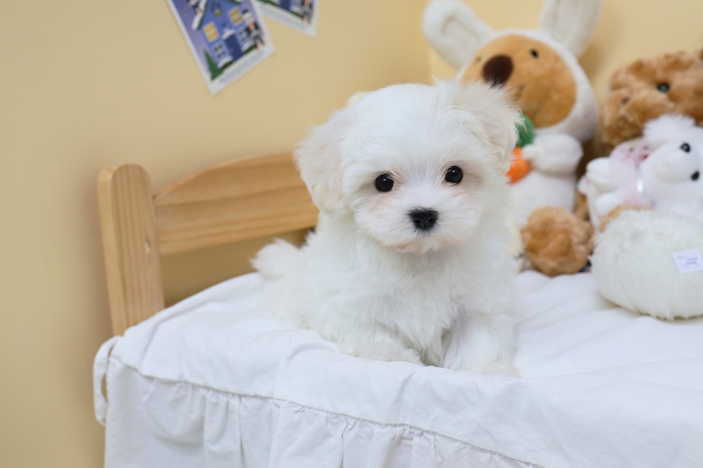 Ȯ�� �̹���