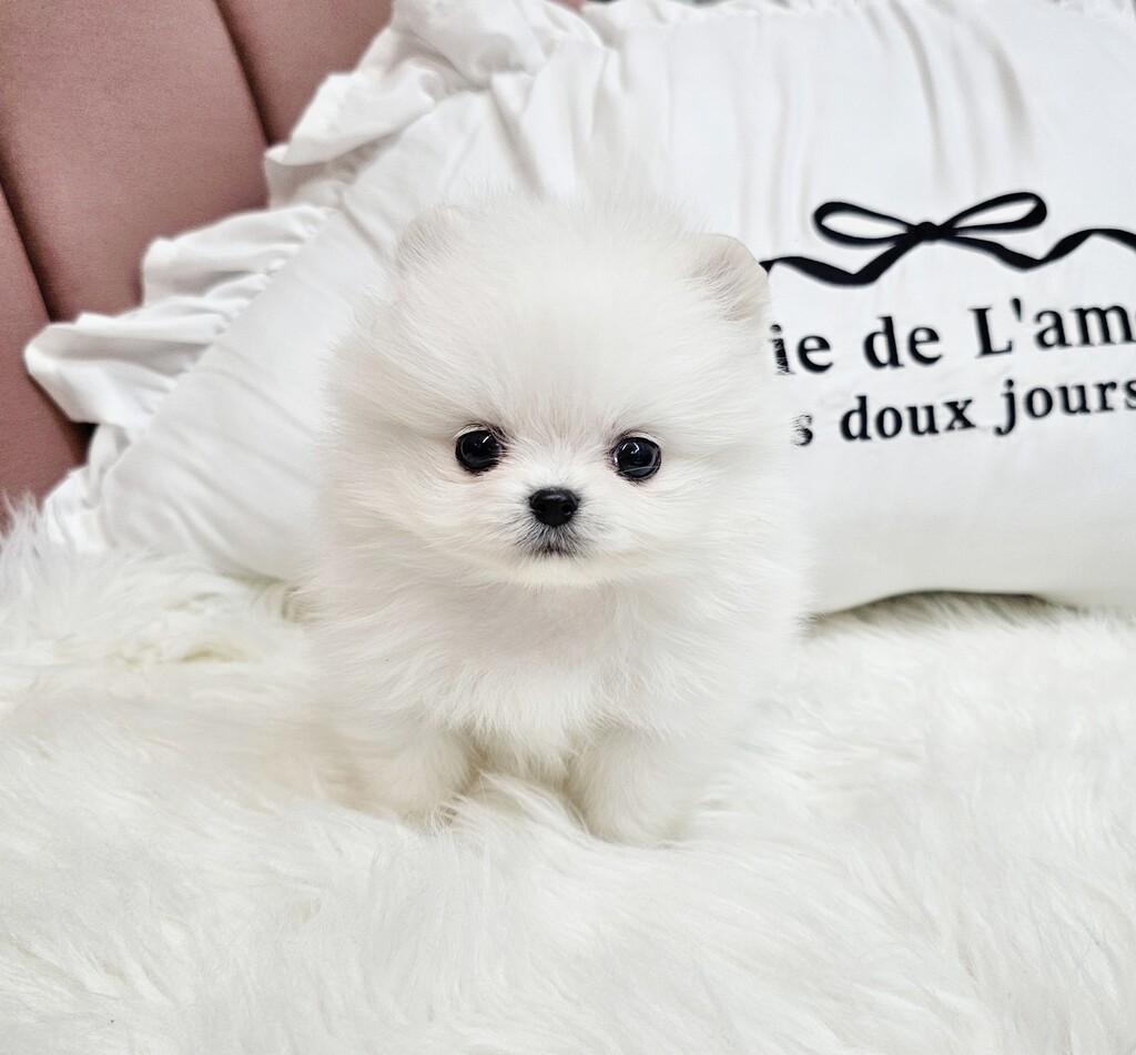 Ȯ�� �̹���