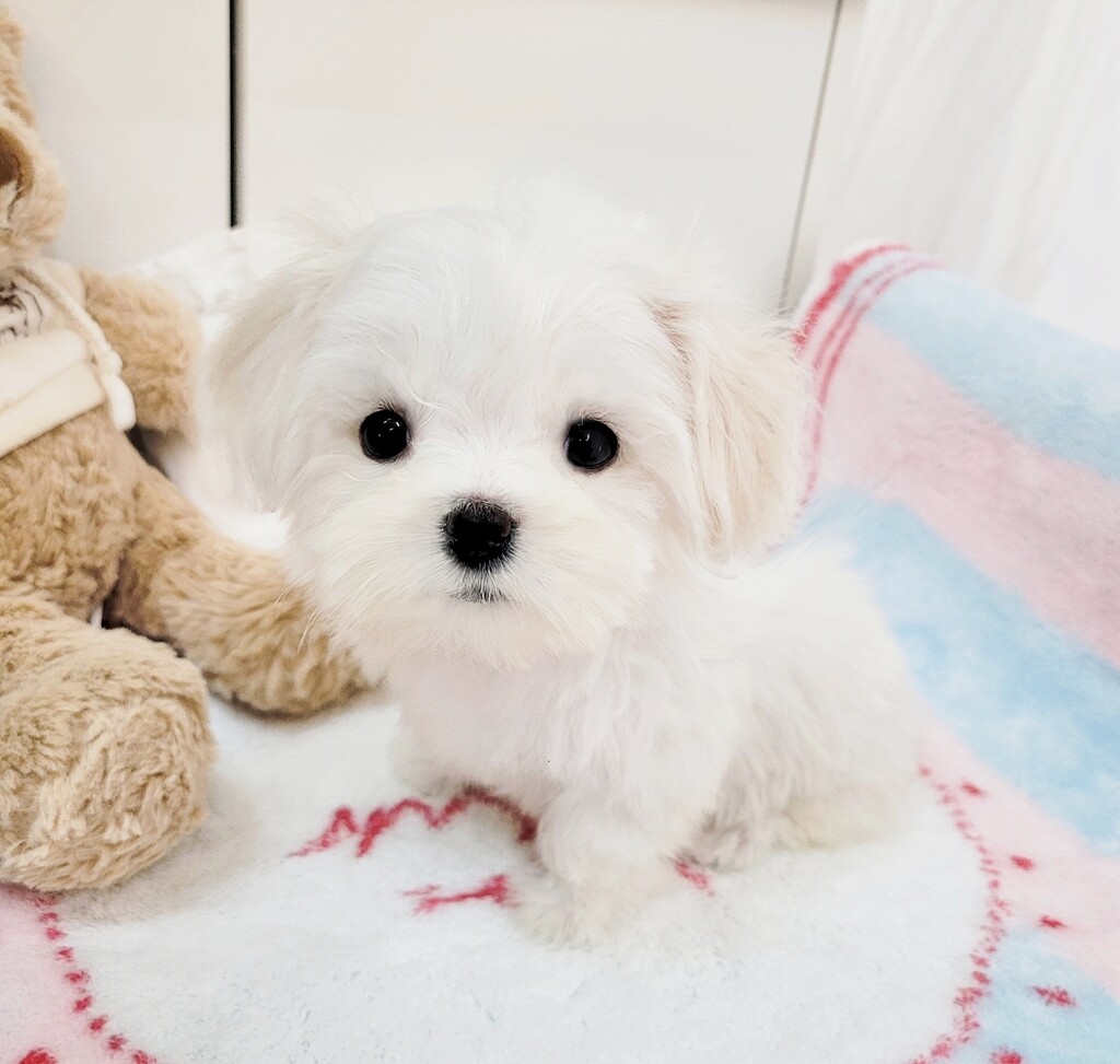 Ȯ�� �̹���