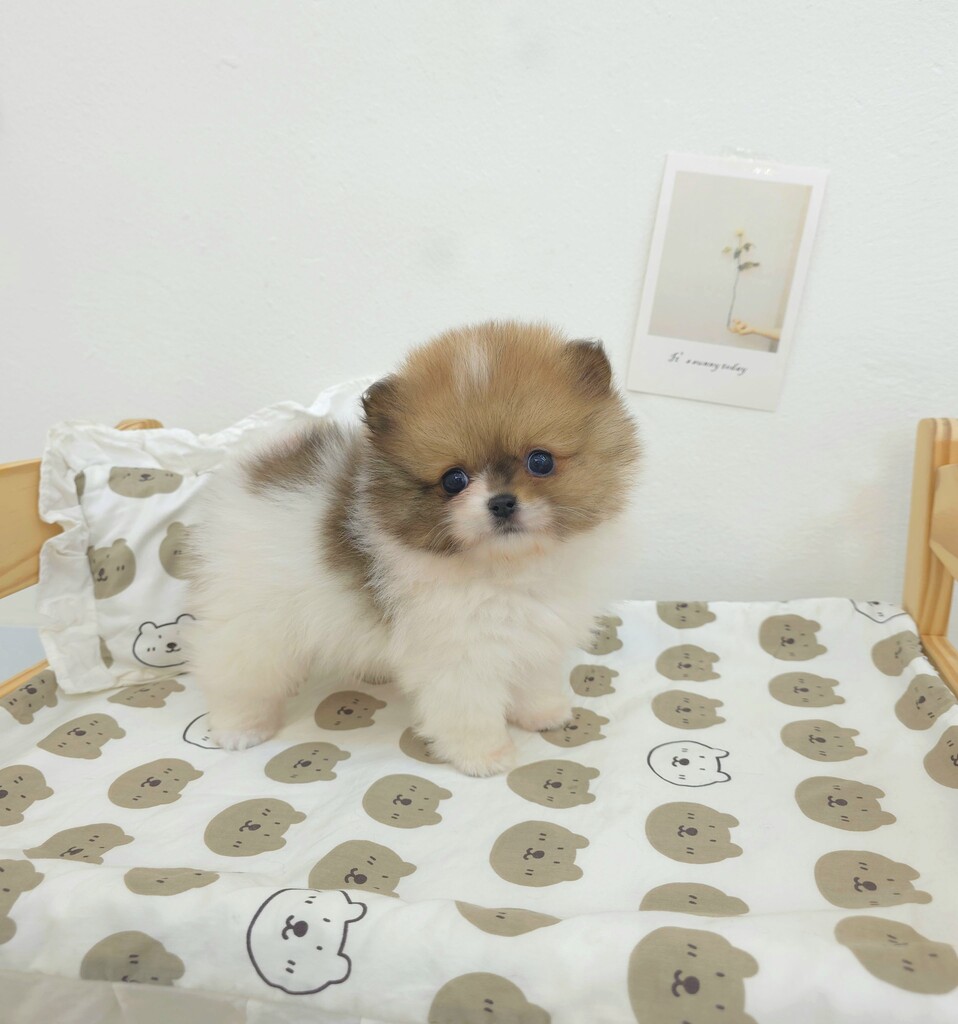 Ȯ�� �̹���