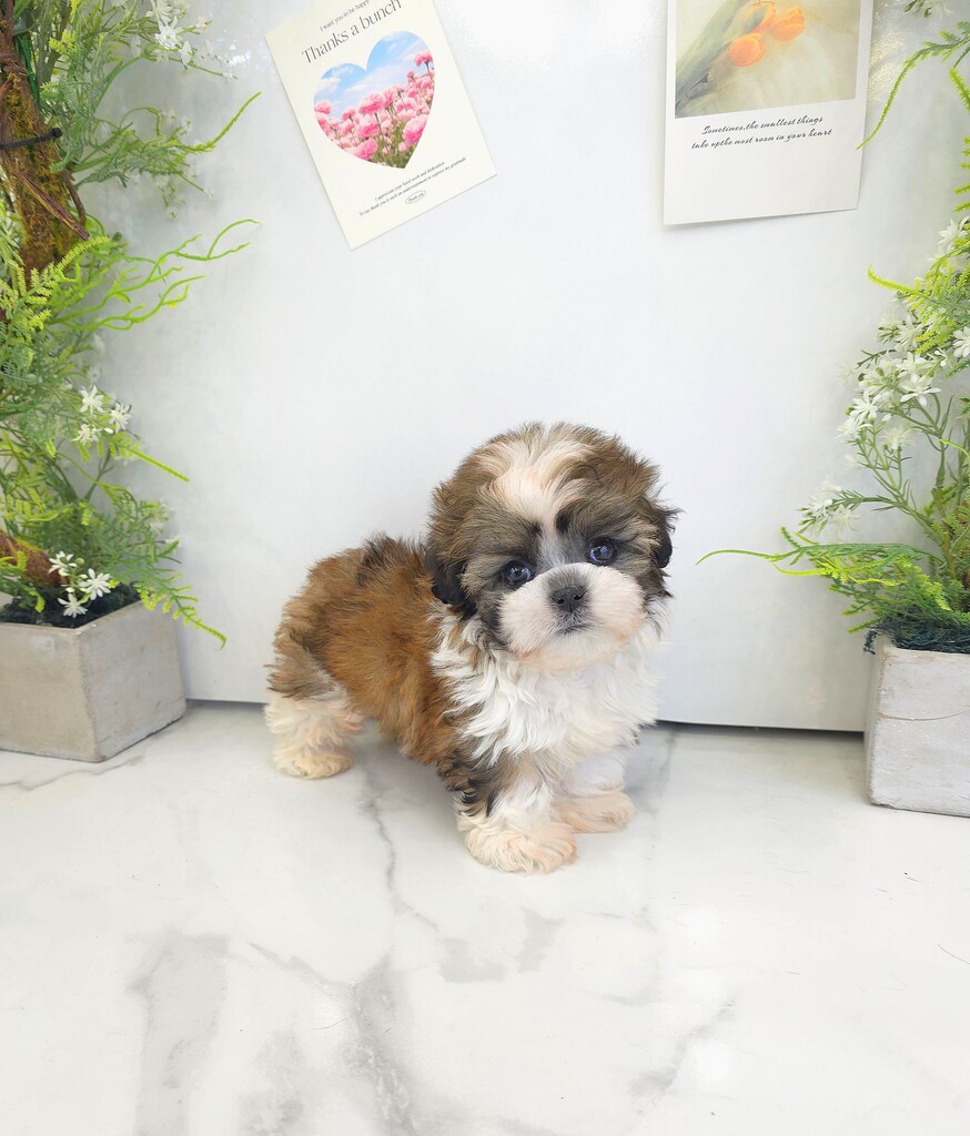 Ȯ�� �̹���