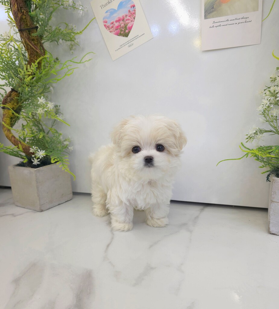 Ȯ�� �̹���