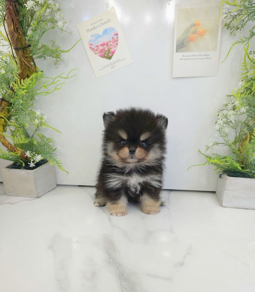 Ȯ�� �̹���