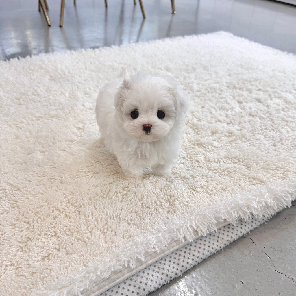 Ȯ�� �̹���