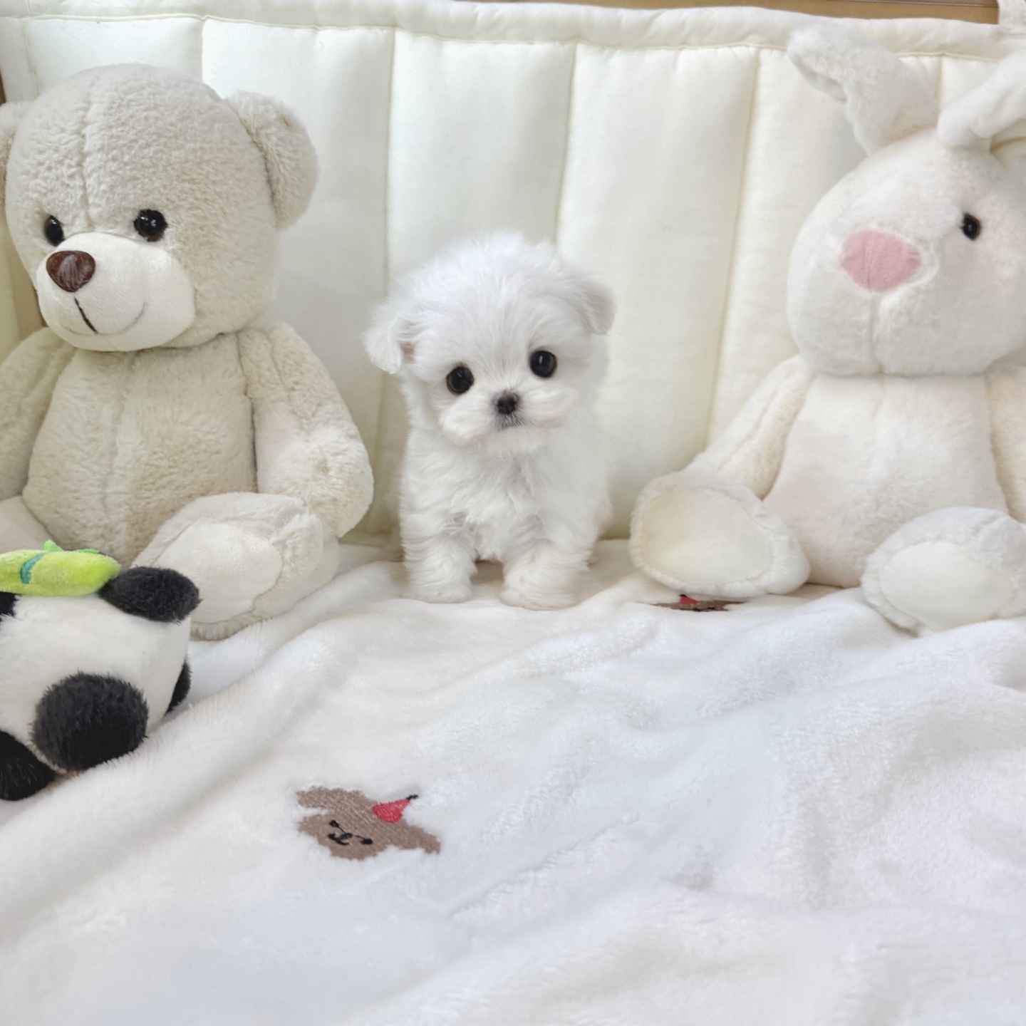 Ȯ�� �̹���