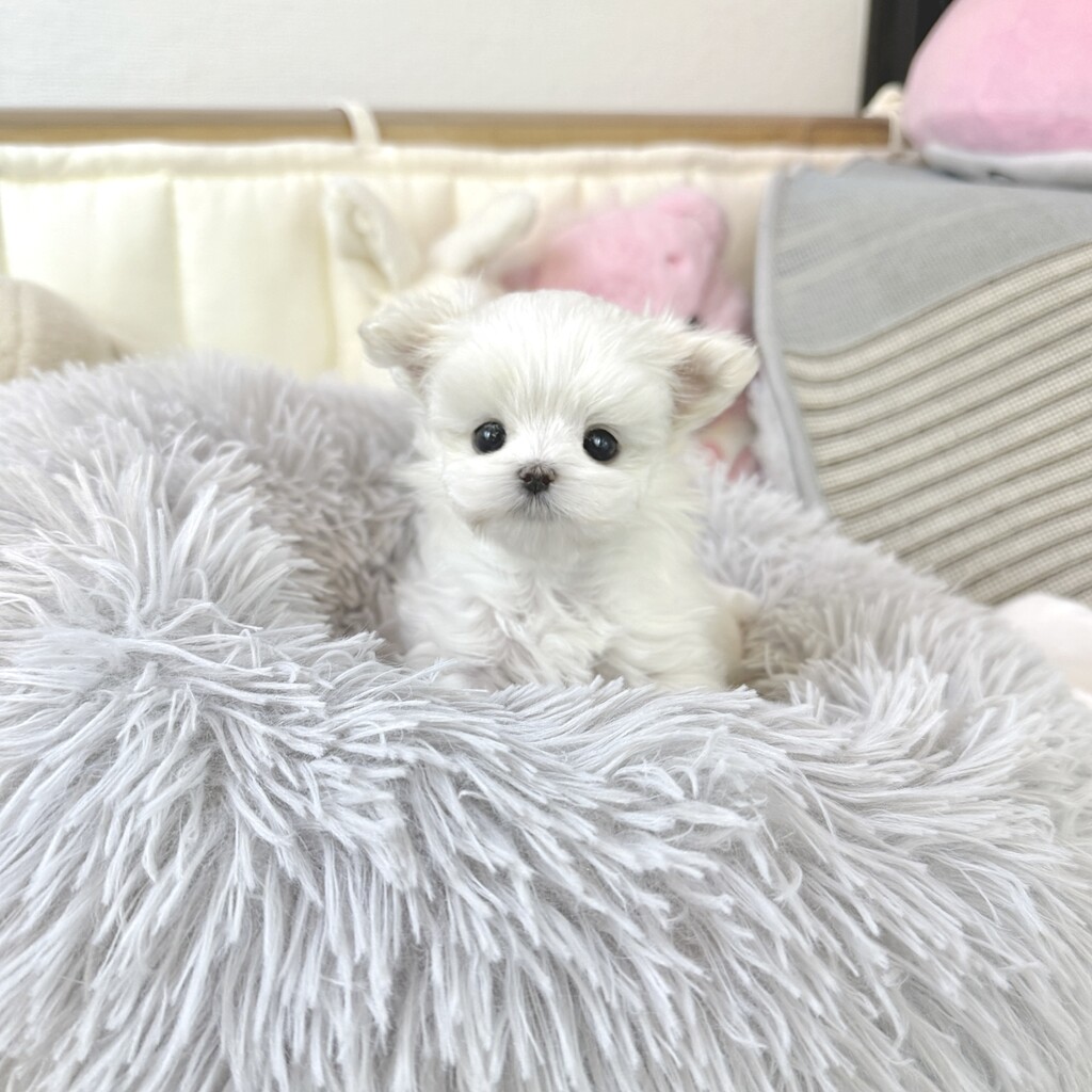 Ȯ�� �̹���