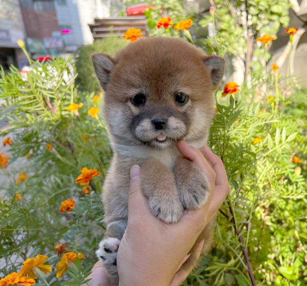 Ȯ�� �̹���