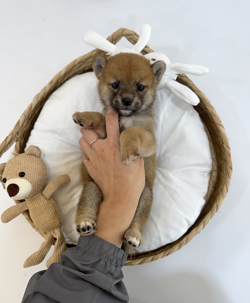 Ȯ�� �̹���