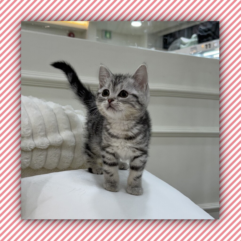 Ȯ�� �̹���