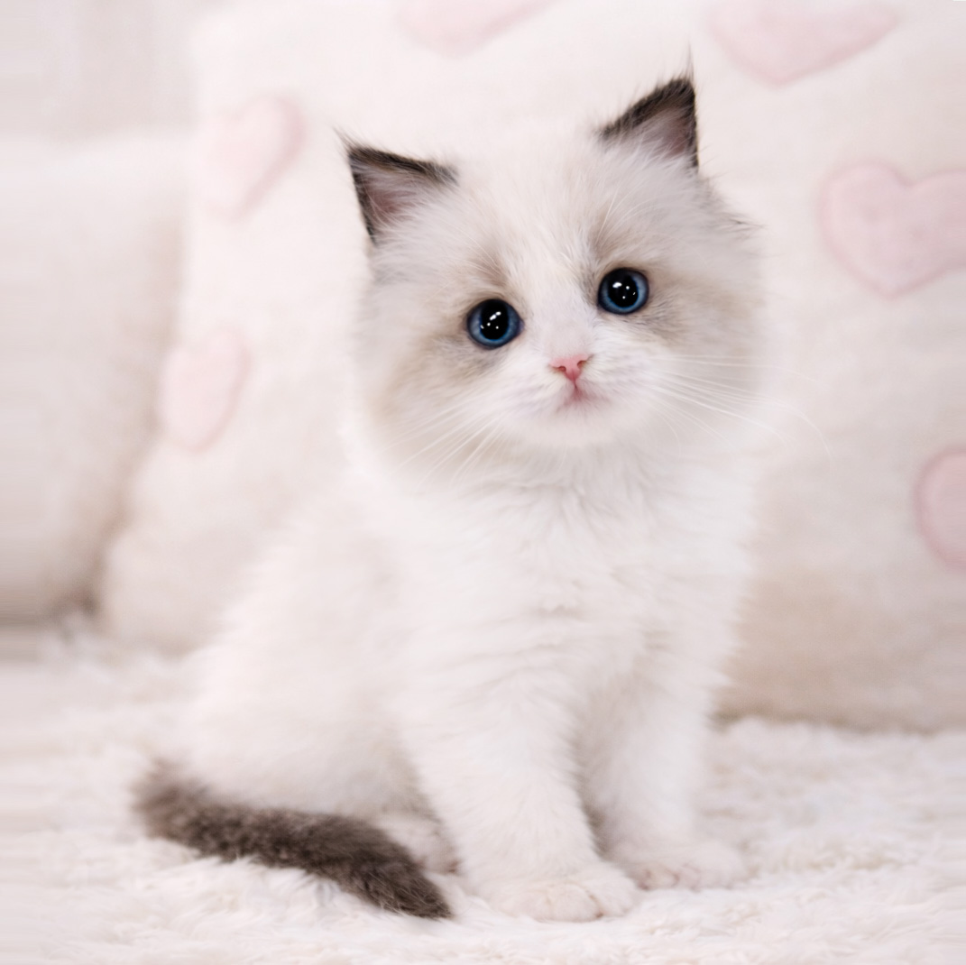 Ȯ�� �̹���