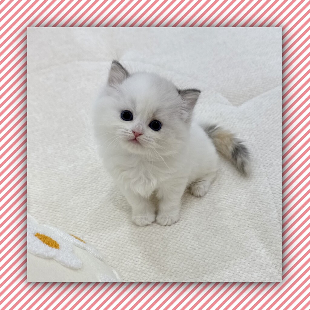 Ȯ�� �̹���